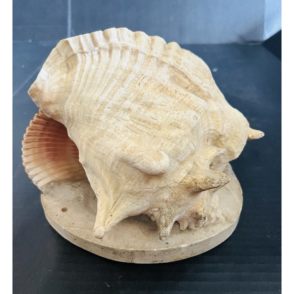Seashell Centerpiece - Picture 2 of 4